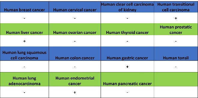 iNOS Recombinant Rabbit mAb (S-2493-61)