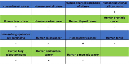 iNOS Recombinant Rabbit mAb (S-2493-61)