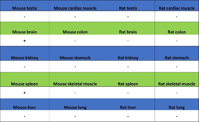 LOX Recombinant Rabbit mAb (S-1647-49)