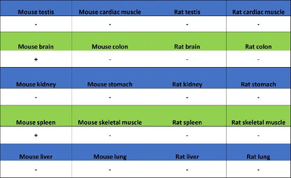 LOX Recombinant Rabbit mAb (S-1647-49)