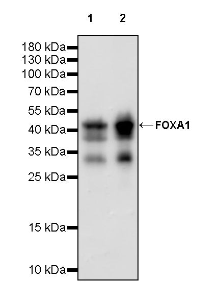 FOXA1 Recombinant Rabbit mAb (S-4339)
