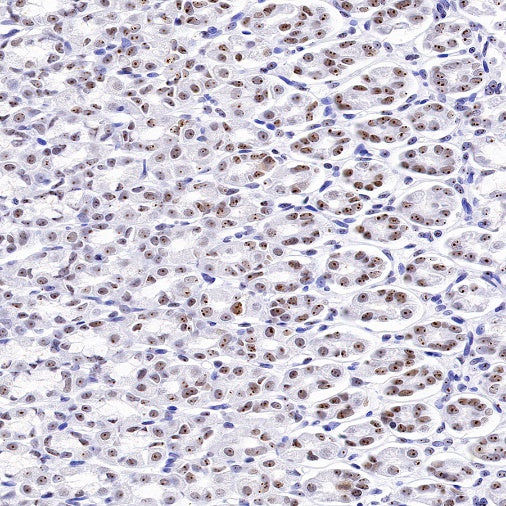 Nucleolin Rabbit Polyclonal Antibody