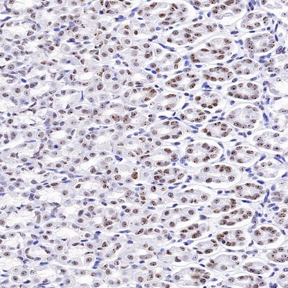 Nucleolin Rabbit Polyclonal Antibody