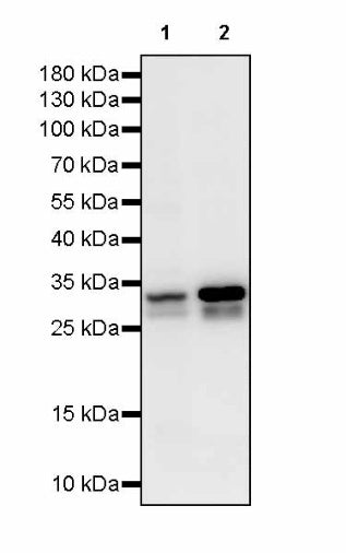 VDAC1 + VDAC2 + VDAC3 Rabbit Polyclonal Antibody