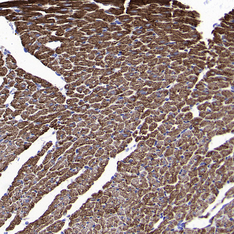 BMP4 Recombinant Rabbit mAb (S-3938-66)