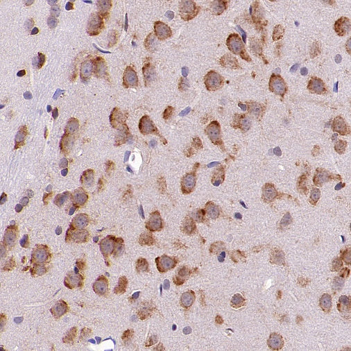 Cyclophilin B Recombinant Rabbit mAb (S-1543-63)