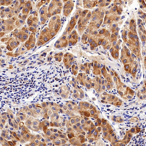 AIFM2/FSP1 Recombinant Rabbit mAb (S-2271-67)