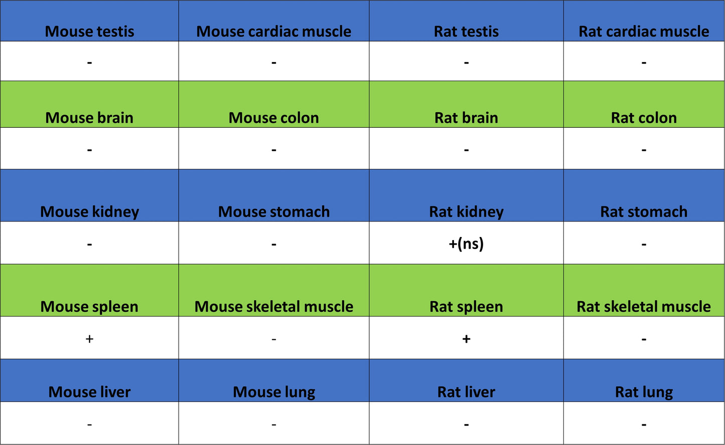 GATA1 Recombinant Rabbit mAb (S-5401)