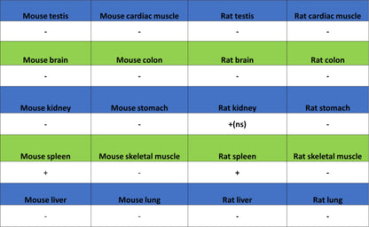 GATA1 Recombinant Rabbit mAb (S-5401)