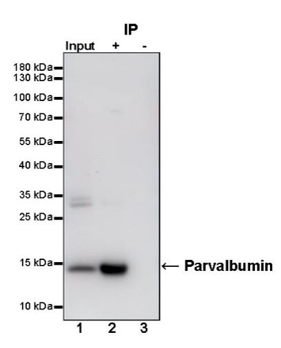 Parvalbumin Recombinant Rabbit mAb (S-1620-10)