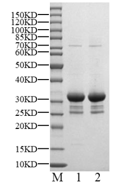CKS1 GST Tag Protein, Human