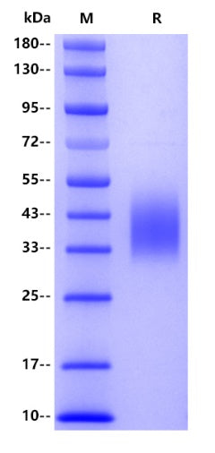 Human PD-L2, His tag