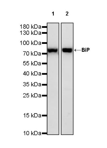 BiP Rabbit Polyclonal Antibody