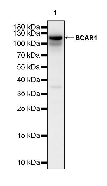 BCAR1 Recombinant Rabbit mAb (S-3542-49)