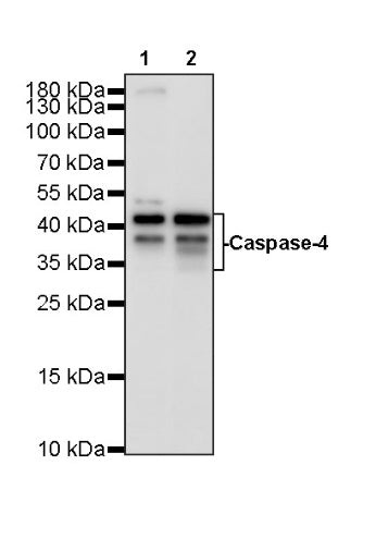 Caspase-4 Recombinant Rabbit mAb (S-2831-36)