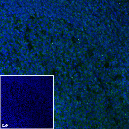 Goat Anti-Mouse IgG(H+L) (FITC Conjugate)