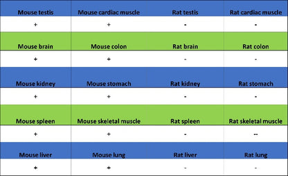 Mouse TER-119/Erythroid Cells Recombinant Rat mAb (TER-119)