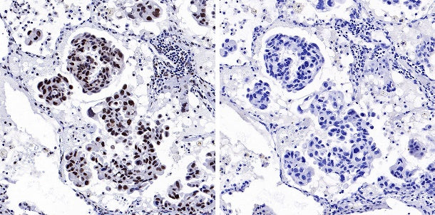 Phospho-NRF2 (Ser40) Recombinant Rabbit mAb (S-1720-97)