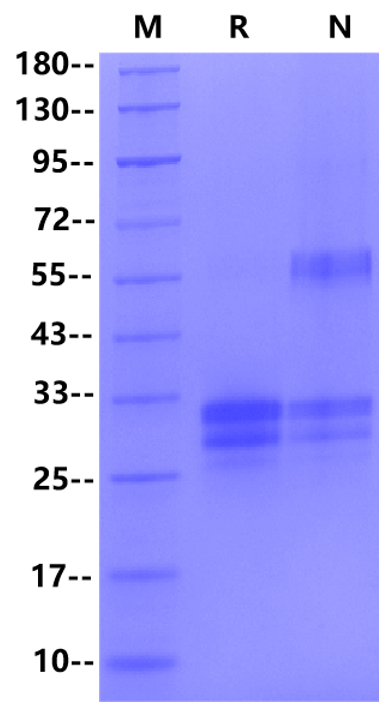 TNFSF15/TL1A Protein, Mouse