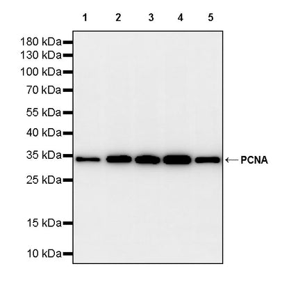 PCNA Recombinant Rabbit mAb (S-5313)