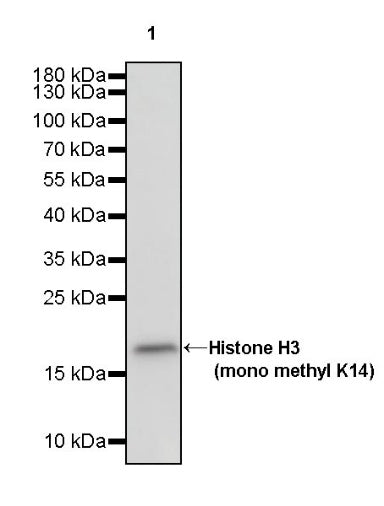 Histone H3 (di methyl K14) Recombinant Rabbit mAb (S-R414)
