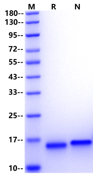 TSLP Protein, Human (For Cell Culture)