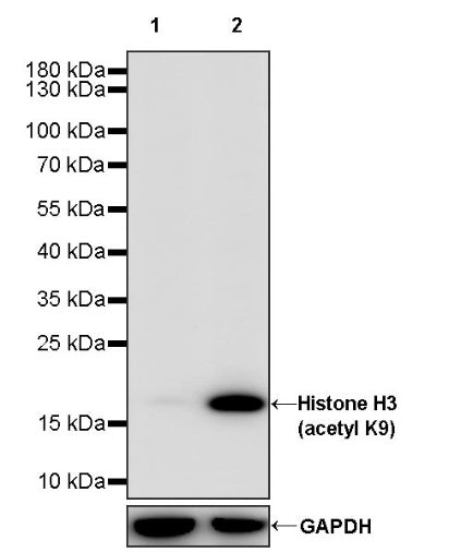 Histone H3 (acetyl K9) Recombinant Rabbit mAb (S-1704-76)