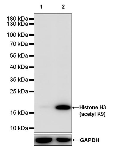 Histone H3 (acetyl K9) Recombinant Rabbit mAb (S-1704-76)