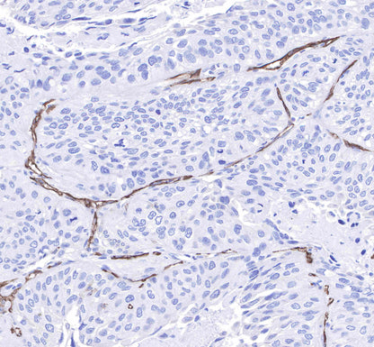 CD31 Recombinant Rabbit mAb,PBS Only (SDT-008-17)
