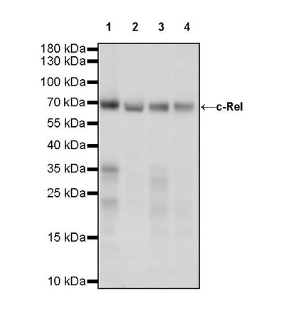 c-Rel Recombinant Rabbit mAb (S-1150-52)