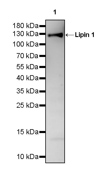 Lipin 1 Rabbit Polyclonal Antibody