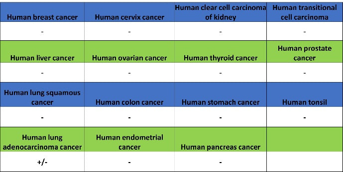 EGFR (L858R) Recombinant Rabbit mAb (SDT-421-202)
