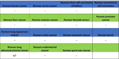EGFR (L858R) Recombinant Rabbit mAb (SDT-421-202)