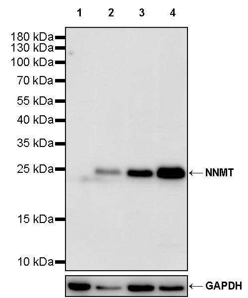 NNMT Recombinant Rabbit mAb (S-3470-58)