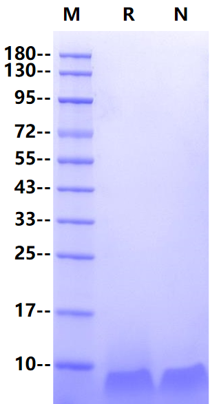 BD-3 Protein, Mouse