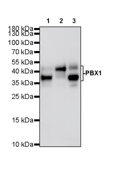 PBX1 Recombinant Rabbit mAb (S-4698-8)