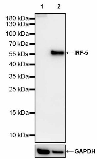 IRF-5 Recombinant Rabbit mAb (S-3056-28)