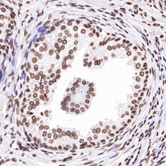Histone H3 Recombinant Rabbit mAb (SDT-266-44)