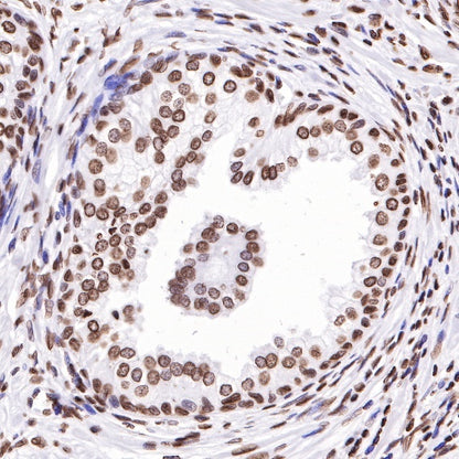Histone H3 Recombinant Rabbit mAb (SDT-266-44)