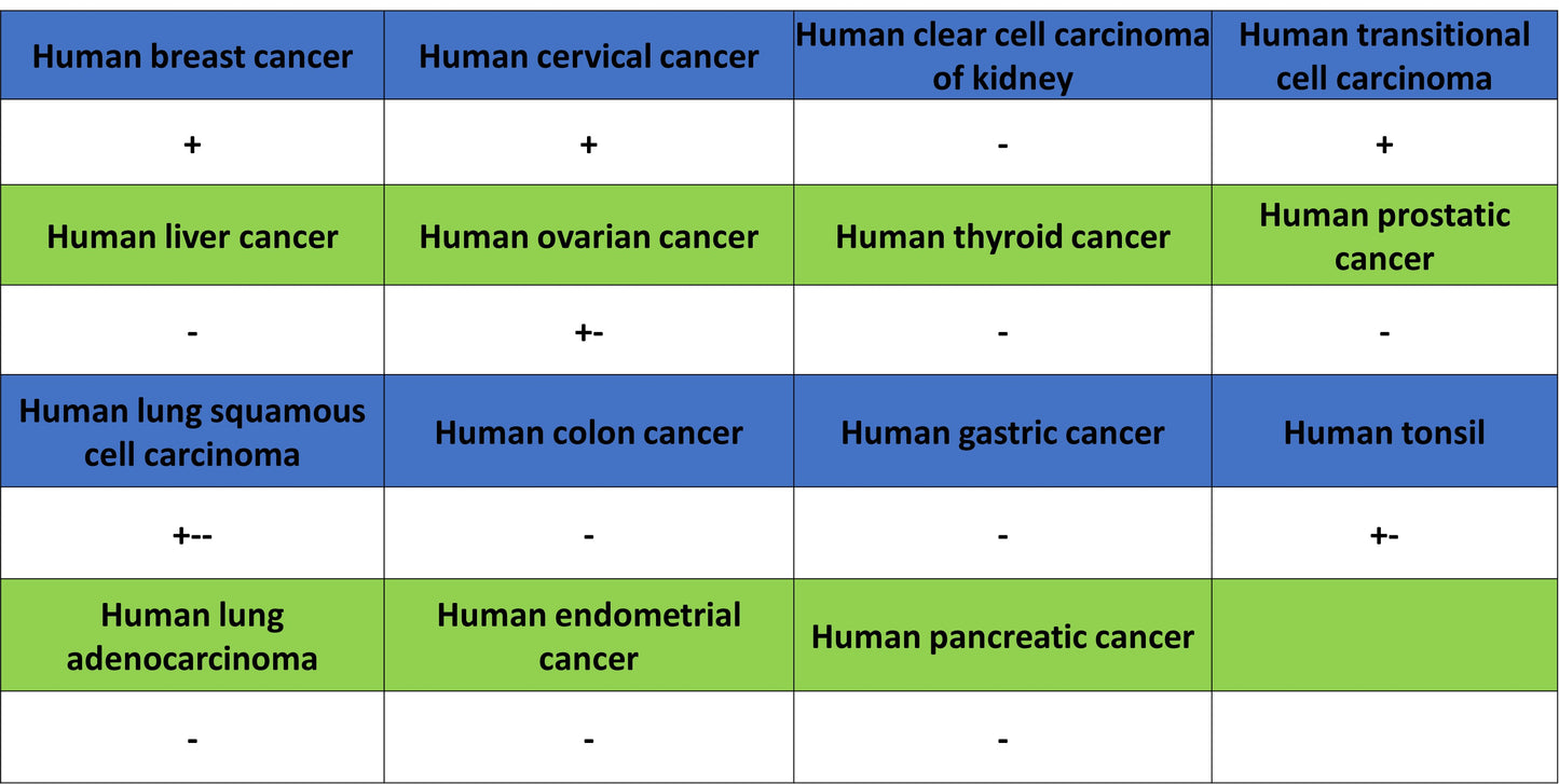 PGP9.5 Recombinant Mouse mAb (S-6071)