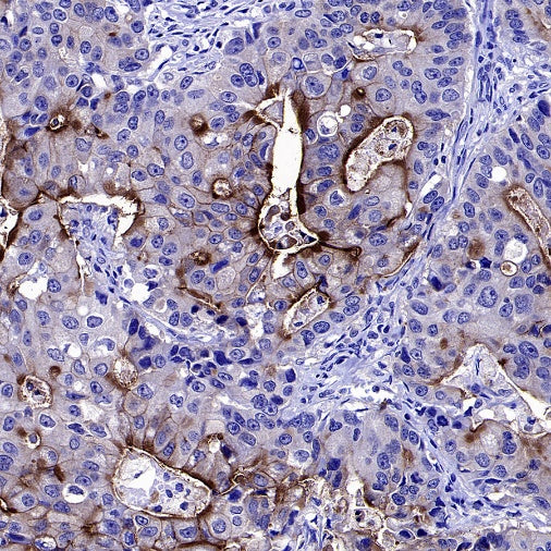 CA4 Recombinant Rabbit mAb (S-2339-24)