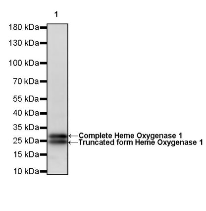 Heme Oxygenase 1 Recombinant Rabbit mAb (S-R334)