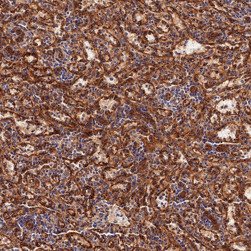 BST2 Recombinant Rabbit mAb (S-534-103)