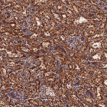BST2 Recombinant Rabbit mAb (S-534-103)