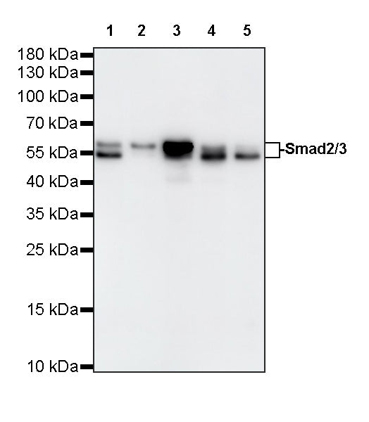 Smad2/3 Recombinant Rabbit mAb (S-3147-128)