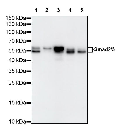 Smad2/3 Recombinant Rabbit mAb (S-3147-128)