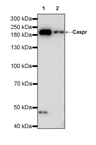 Caspr Recombinant Rabbit mAb (S-1706-1)
