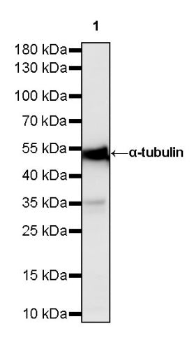 α-tubulin Mouse mAb (S-364-23)
