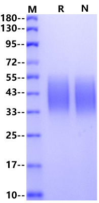 CD58/LFA-3 His Tag Protein, Human