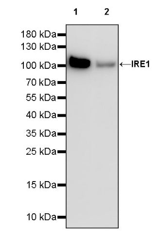 IRE1 Recombinant Rabbit mAb (S-1509-93)